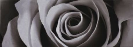 Rose Petals Decor Black